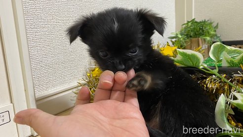 成約済の兵庫県のチワワ(ロングコート)-283693の3枚目